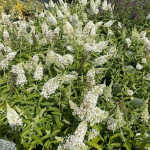 Budleja Dávidova - Buddleja Davidii ´DREAMING WHITE´, kont. C2L